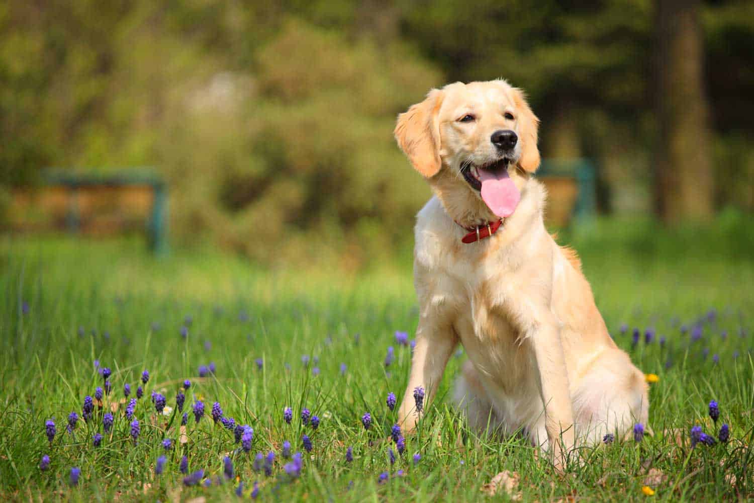 labrador-2 - Celebrities Grooming